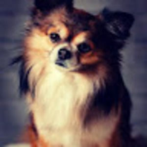 Meet your Posher, Random